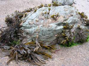 seaweed and limpets, Cornish beach